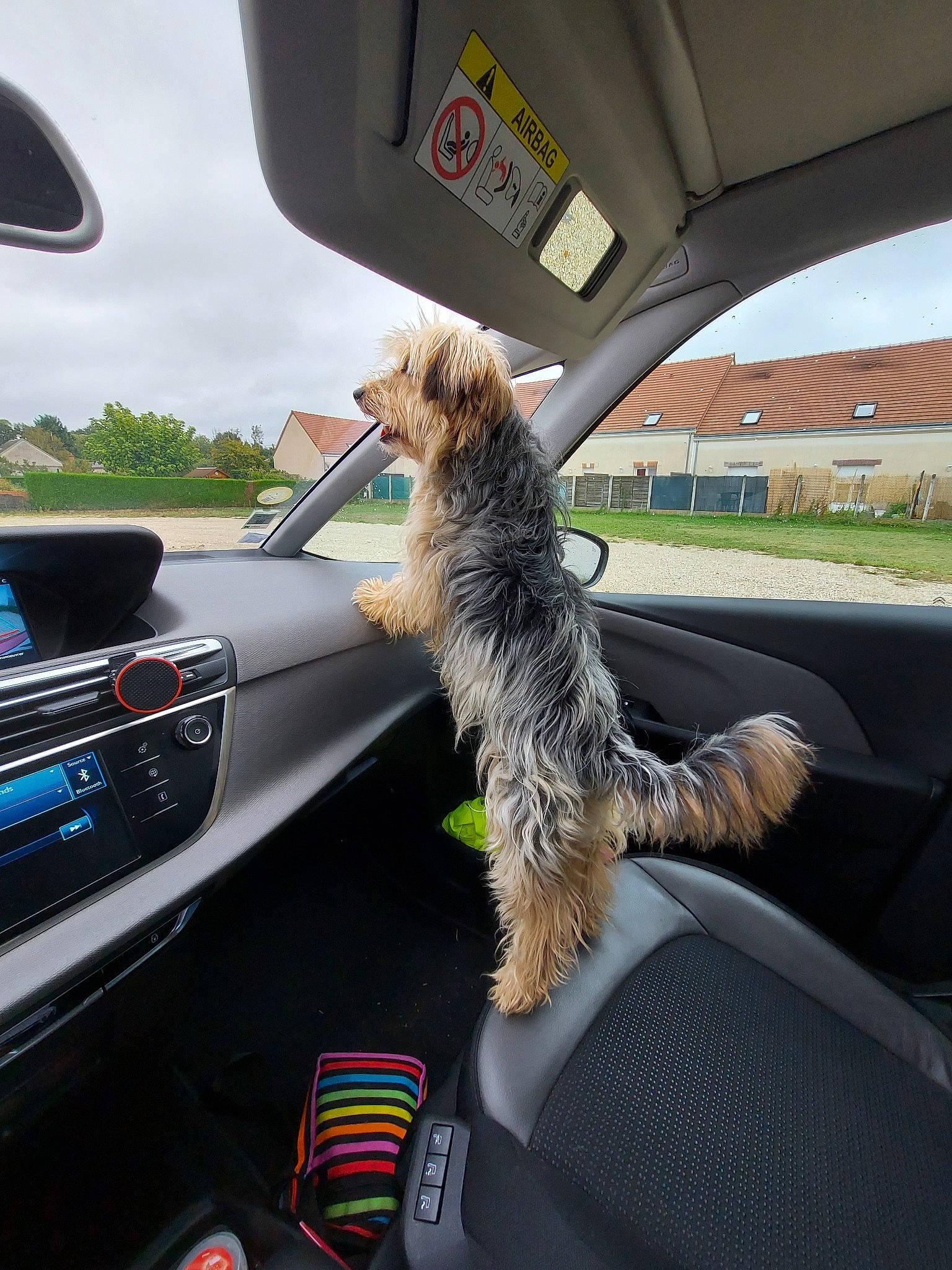 Cacahuète participe au concours pour gagner de l'argent avec cette photo : automotive_window_part, canidae, car, car_seat, carnivore, companion_dog, dog, dog_breed, driving, glass, sporting_group, terrier, vehicle, vehicle_door, window, windshield