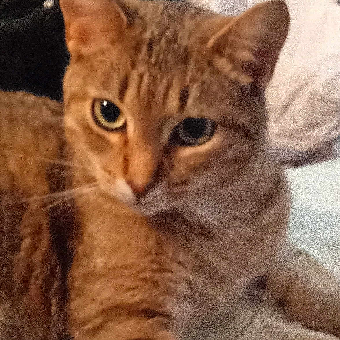 Miss Kiki is registered to the contest to win money with this photo: animal, blurred_background, cat, close_up, cute, domestic_animal, ears, eyes, feline, fur, ginger_cat, indoor, mammal, pet, relaxed, resting, sleepy, soft_surface, tabby, whiskers