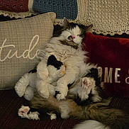 Marley joined the competition — help win amazing prizes! cat, comfort, couch, cozy, cute, fluffy, fur, home, indoor, knitted_blanket, paw, penguin_toy, pet, pillow, plush_toy, relaxed, resting, sleeping, tail, whiskers