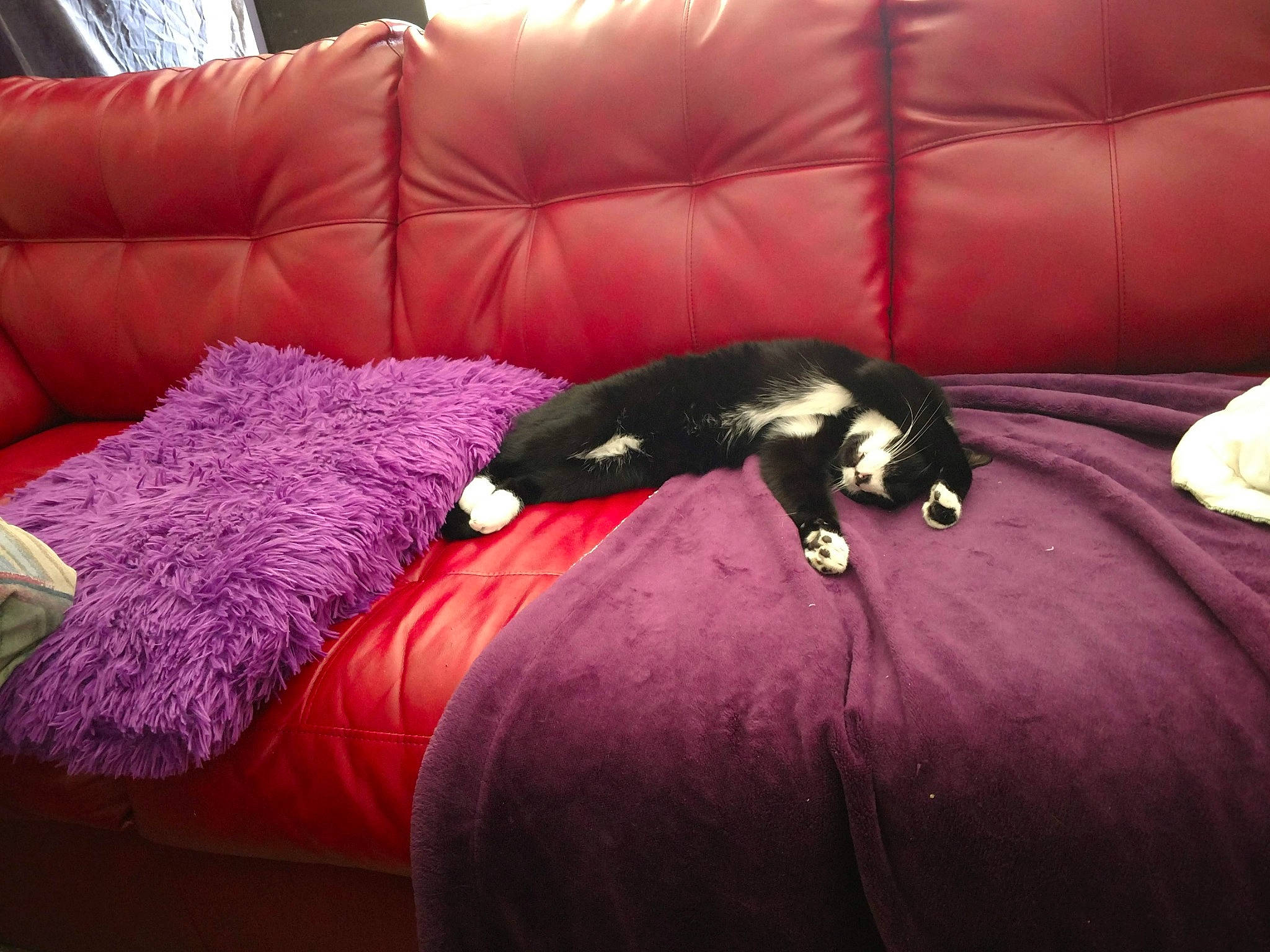 Cleon is registered to the contest to win money with this photo: bedroom, canidae, carnivore, cat, comfort, couch, furniture, nap, pink, room