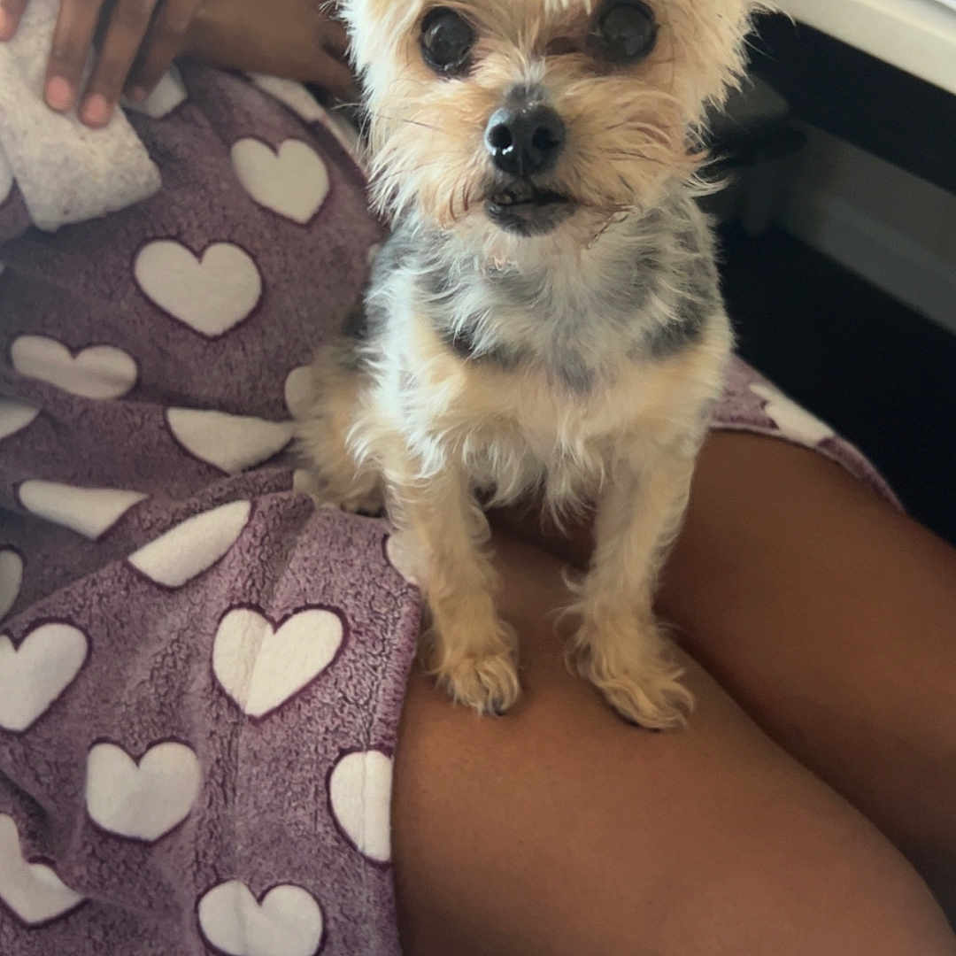 Blessing is registered to the contest to win money with this photo: brown_skin, comfort, cozy, cute, desk, dog, ears, fur, hands, heart_pattern, indoor, lap, laptop, legs, person, pet, purple_robe, robe, seated, small_dog