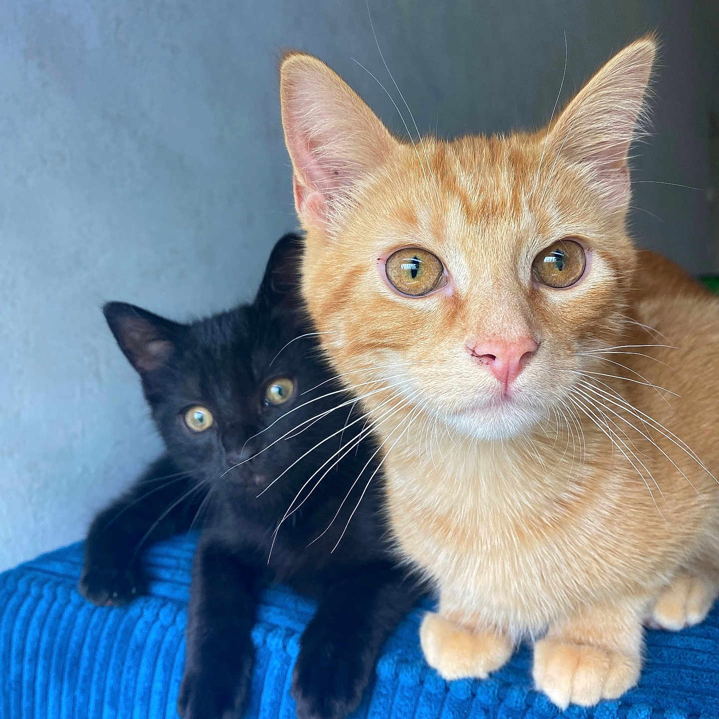 Titi Et Raven participe au concours pour gagner de l'argent avec cette photo : animal, black_cat, blue_fabric, cat, closeup, companions, curious, cute, ears, feline, fur, indoor, kitten, orange_cat, paws, pet, portrait, resting, two_animals, whiskers