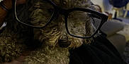 Loumio a rejoint le concours — aidez-le/la à gagner de superbes lots ! animal, black_glasses, blanket, close_up, couch, cozy, curly_hair, cute, dog, furniture, glasses, hand, home, indoor, living_room, person, pet, relaxing, resting, tattoo