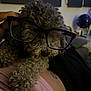 animal, black_glasses, blanket, close_up, couch, cozy, curly_hair, cute, dog, furniture, glasses, hand, home, indoor, living_room, person, pet, relaxing, resting, tattoo