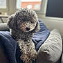 animal, blanket, close_up, comfortable, couch, cozy, curly_hair, dog, domestic, fur, furniture, gray_dog, home, indoor, living_room, pet, relaxed, resting, soft_light, window