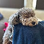 animal, blanket, brown, close_up, comfort, couch, cozy, curly_hair, dog, domestic_animal, fur, furry, indoor, napping, peaceful, pet, relaxation, resting, sleeping, soft_texture