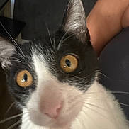 Cow is registered to the contest to win money with this photo: cat, black_and_white, tuxedo_cat, close_up, wide_eyed, golden_eyes, whiskers, nose, fur, feline, pet, indoors, portrait, animal, hand, chin_scratch, dramatic_expression, face, looking_at_camera, photography