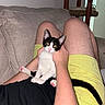Cow joined the competition — help win amazing prizes! cat, black_and_white, tuxedo_cat, pet, animal, kitten, sitting, lounging, pink_nose, green_eyes, paws, toe_beans, tail, human, legs, shorts, couch, indoor, portrait, flash_photography