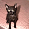 black_cat, kitten, cat, animal, pet, feline, golden_eyes, standing, bed, bedspread, pink_background, indoor, portrait, closeup, whiskers, ears, fur, cute, curious, soft_lighting