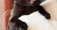 Runtz joined the competition — help win amazing prizes! black_cat, kitten, cat, animal, pet, wide_eyes, pink_tongue, licking, fluffy, fur, paws, close_up, portrait, indoor, cozy, white_blanket, foreground, playful, funny_expression, companion