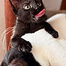 black_cat, kitten, cat, animal, pet, wide_eyes, pink_tongue, licking, fluffy, fur, paws, close_up, portrait, indoor, cozy, white_blanket, foreground, playful, funny_expression, companion