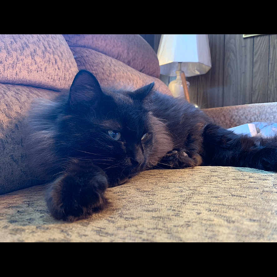 Oscar
