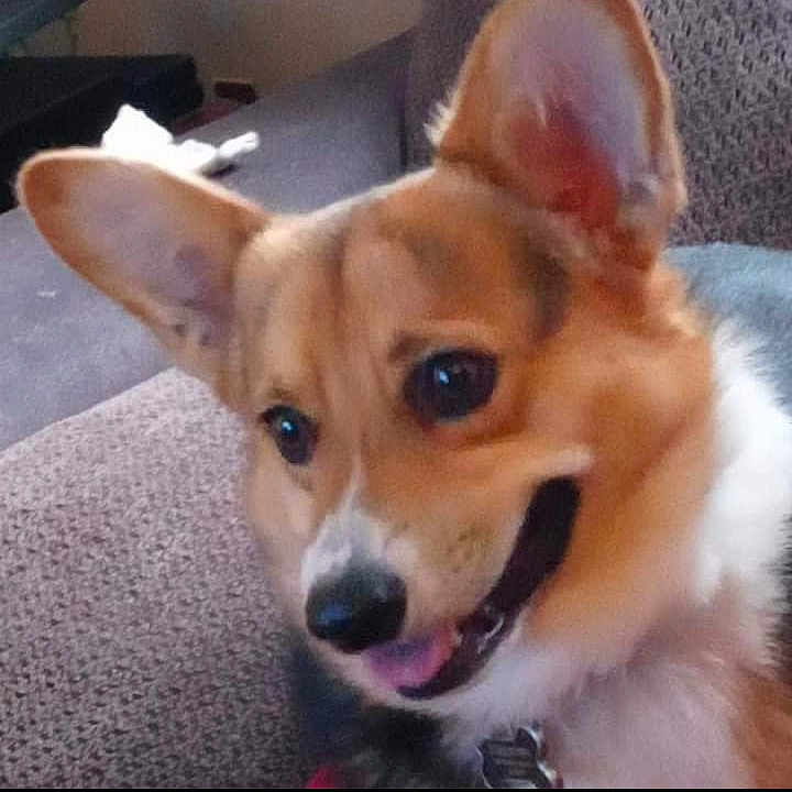 Mikey joined the competition — help win amazing prizes! animal, ball, canine, chihuahua, cockerspaniel, computer, computerhardware, dog, electronics, hardware, laptop, monitor, papillon, pc, pet, puppy, screen, snout, sport, tennis