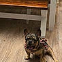 Gucci joined the competition — help win amazing prizes! dog, french_bulldog, bandana, american_flag, indoor, wooden_floor, bench, pet, animal, sitting, tongue_out, cute, small_dog, domestic_animal, fur, ears, paws, resting, mouth_open, companion