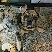 Gucci joined the competition — help win amazing prizes! dog, french_bulldog, carpet, indoor, pet, smiling, canine, animal, floor, storage_bin, cardboard_box, crocs, footwear, tattoo, paw, relaxed, companion, domestic, household, portrait
