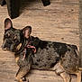 Gucci joined the competition — help win amazing prizes! dog, french_bulldog, brindle, bandana, pet, indoor, wooden_floor, carpet, lying_down, looking_back, ears_up, animal, companion, cute, domestic, mammal, small_dog, face, fur, collar