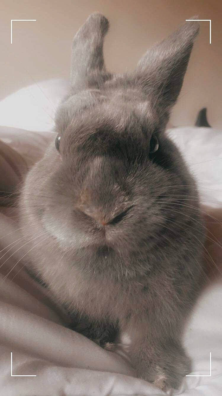 Lapinou a rejoint le concours — aidez-le/la à gagner de superbes lots ! close_up, comfort, domestic_rabbit, ear, event, fur, grey, hare, monochrome, monochrome_photography, rabbit, rabbits_and_hares, snout, terrestrial_animal, whiskers