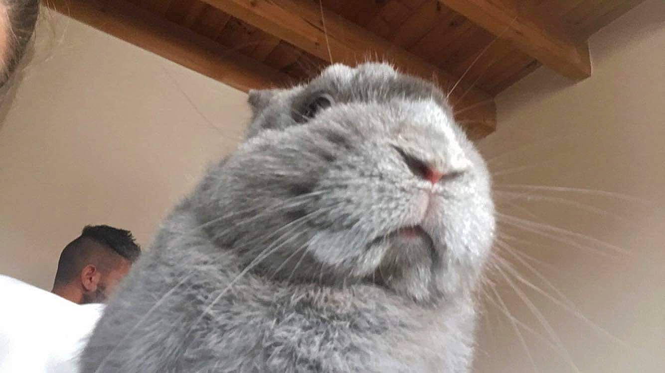 Lapinou a rejoint le concours — aidez-le/la à gagner de superbes lots ! british_shorthair, carnivore, cat, claw, comfort, domestic_short_haired_cat, fawn, felidae, fur, nap, scottish_fold, small_to_medium_sized_cats, snout, terrestrial_animal, whiskers, wrinkle