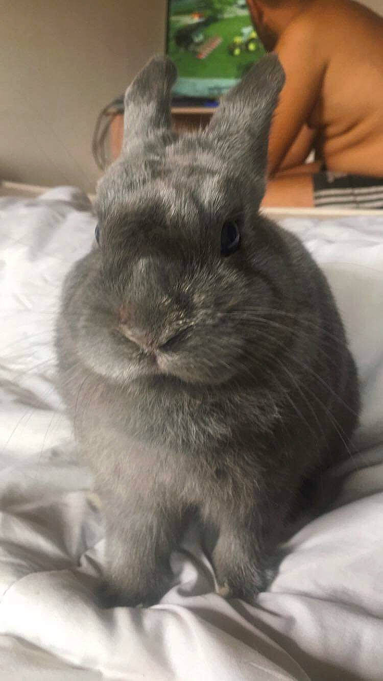 Lapinou a rejoint le concours — aidez-le/la à gagner de superbes lots ! comfort, domestic_rabbit, ear, event, fawn, felidae, fur, grey, hare, monochrome_photography, rabbit, rabbits_and_hares, small_to_medium_sized_cats, snout, terrestrial_animal, whiskers, wood_rabbit