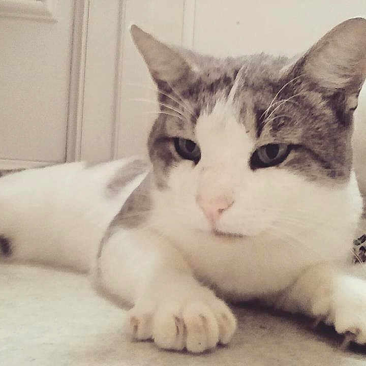 Léo a rejoint le concours — aidez-le/la à gagner de superbes lots ! aegean_cat, cat, cat_like_mammal, domestic_short_haired_cat, european_shorthair, eye, fur, kitten, nose, paw, small_to_medium_sized_cats, snout, whiskers