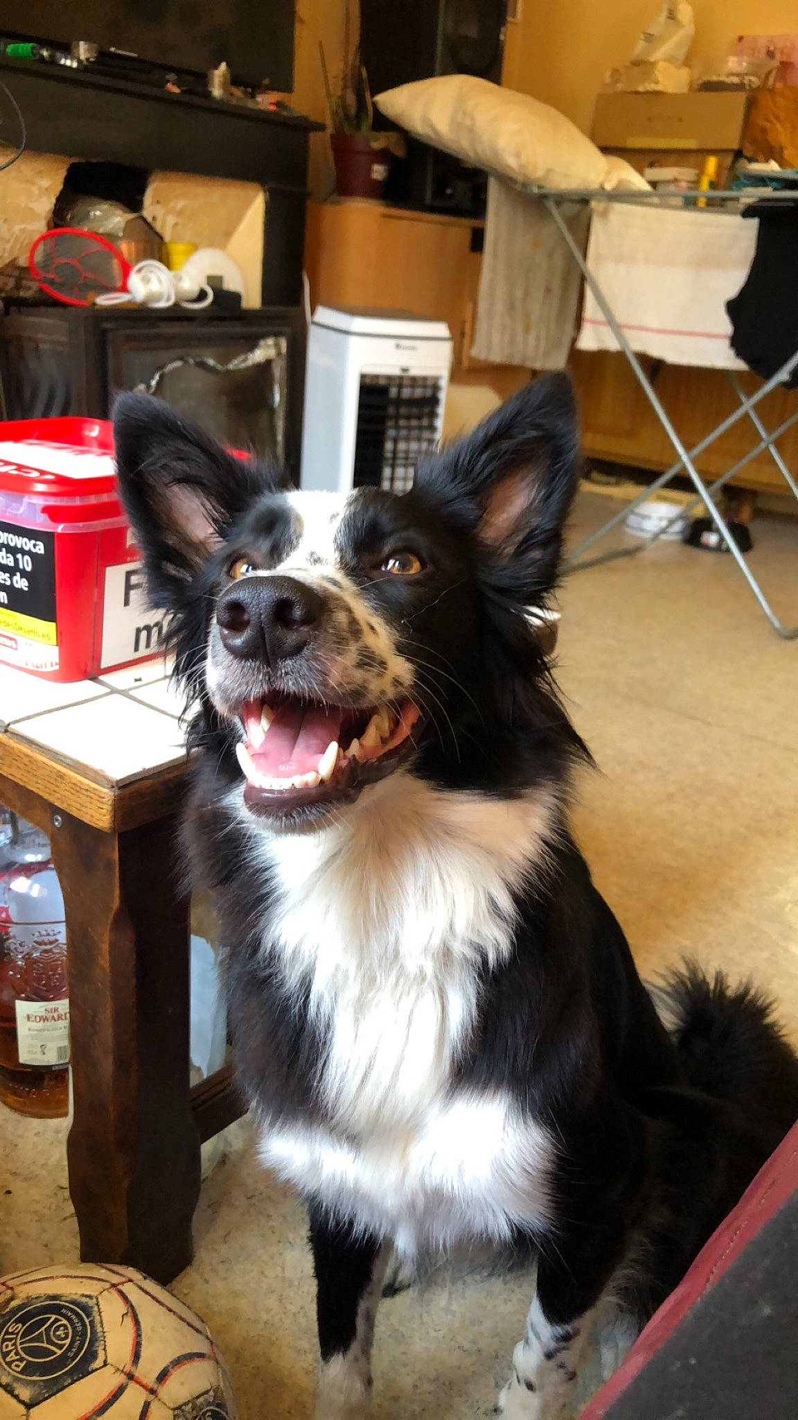 Gina participe au concours pour gagner de l'argent avec cette photo : box, canidae, carnivore, chair, collar, companion_dog, dog, dog_breed, dog_collar, flooring, fur, herding_dog, snout, sporting_group, table, whiskers, working_animal, working_dog