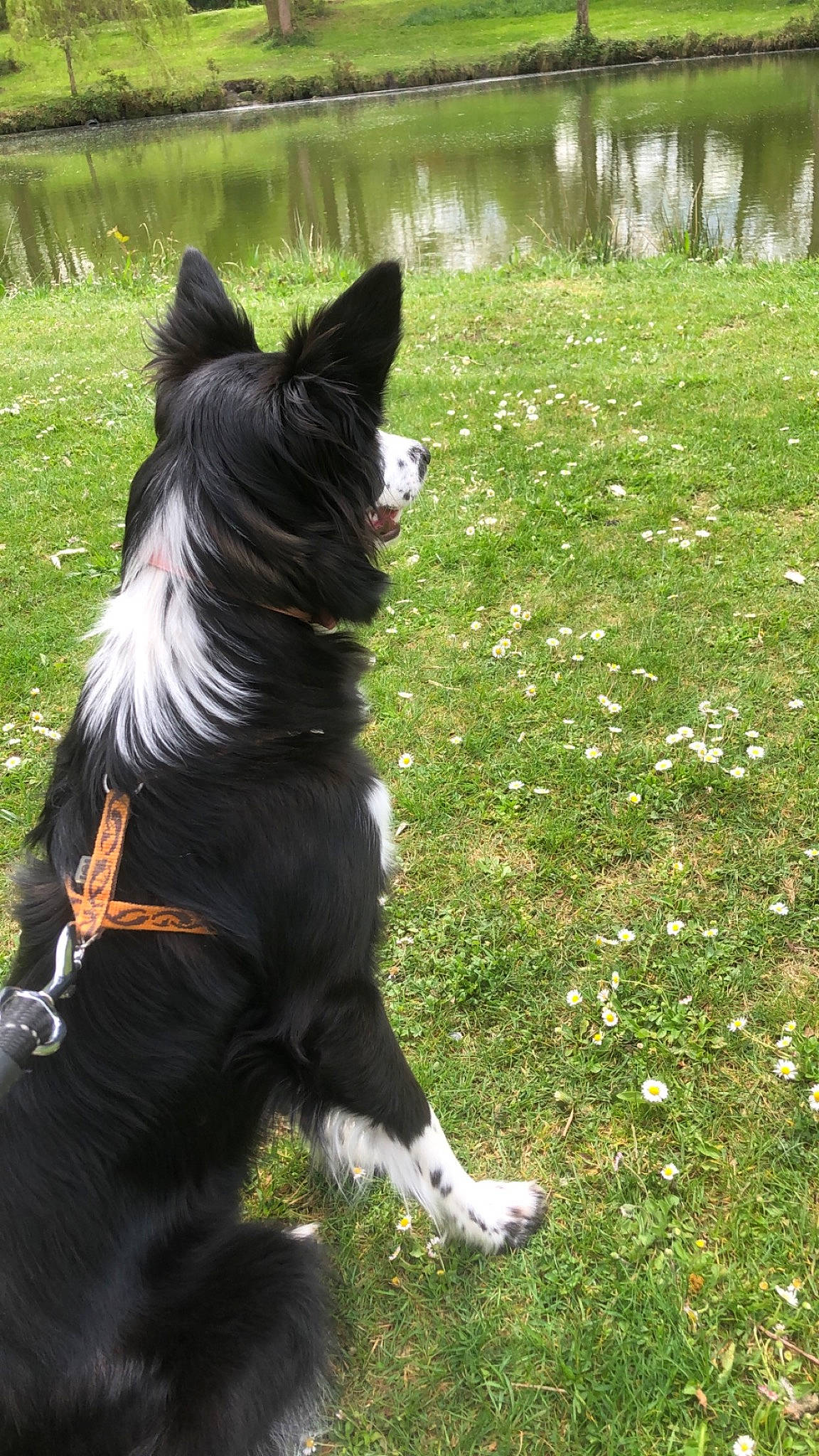 Gina a rejoint le concours — aidez-le/la à gagner de superbes lots ! carnivore, companion_dog, dog, dog_breed, dog_collar, dog_supply, fashion_accessory, felidae, fur, grass, groundcover, herding_dog, non_sporting_group, plant, sporting_group, tail, terrier, whiskers, working_animal, working_dog