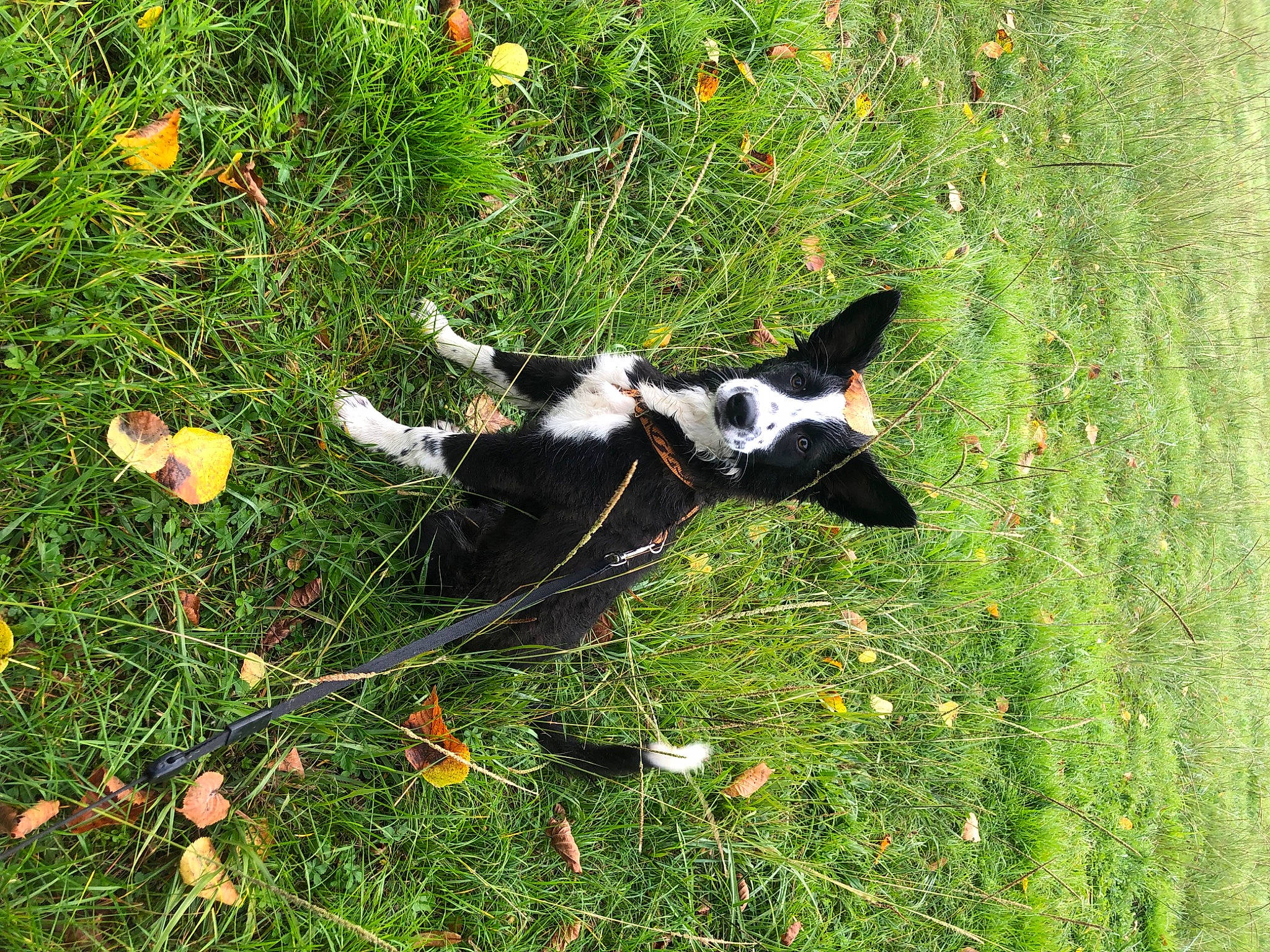 Gina a rejoint le concours — aidez-le/la à gagner de superbes lots ! carnivore, dog, dog_breed, field, flower, grass, grassland, groundcover, herbaceous_plant, meadow, natural_landscape, pasture, people_in_nature, plant, prairie, shrub, sporting_group, tail, terrestrial_animal, working_animal