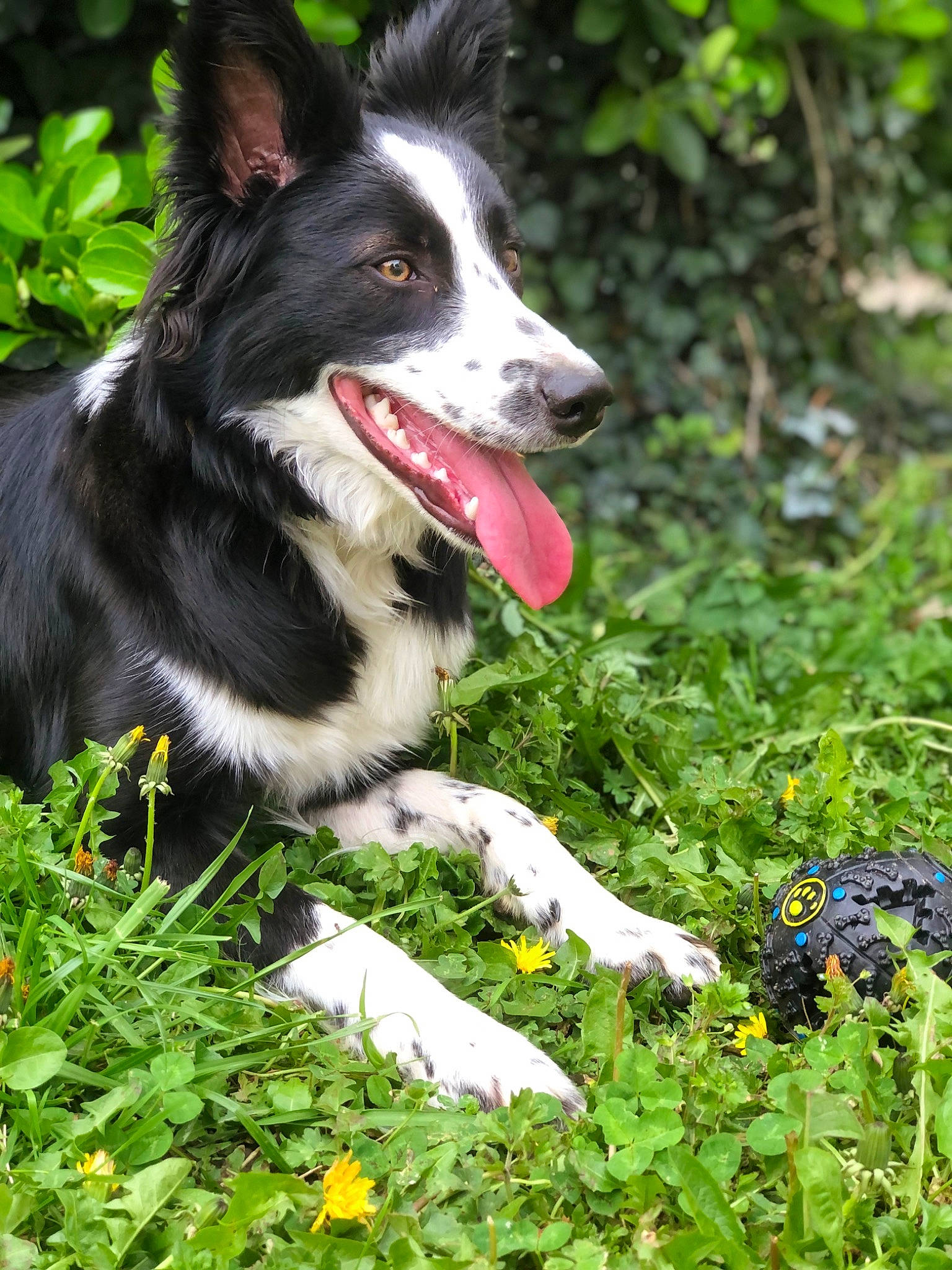 Gina participe au concours pour gagner de l'argent avec cette photo : border_collie, canidae, carmine, carnivore, companion_dog, dog, dog_breed, flower, gardening, grass, green, groundcover, herbaceous_plant, herding_dog, people_in_nature, plant, snout, sporting_group, whiskers, working_dog