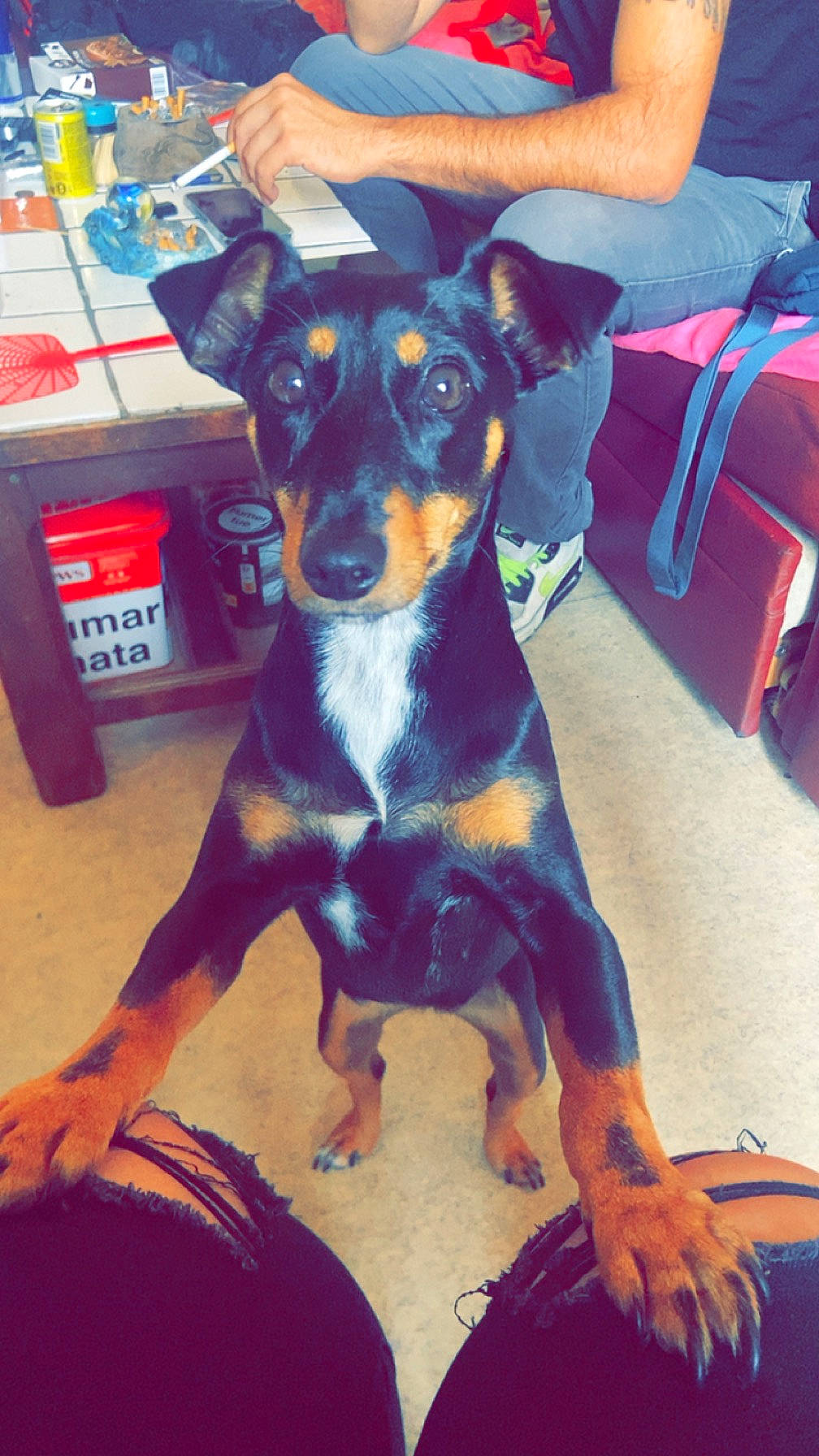 Stella a rejoint le concours — aidez-le/la à gagner de superbes lots ! backpack, box, canidae, carnivore, companion_dog, dog, dog_breed, electric_blue, guard_dog, puppy, snout, sporting_group, toy_dog, working_animal, working_dog