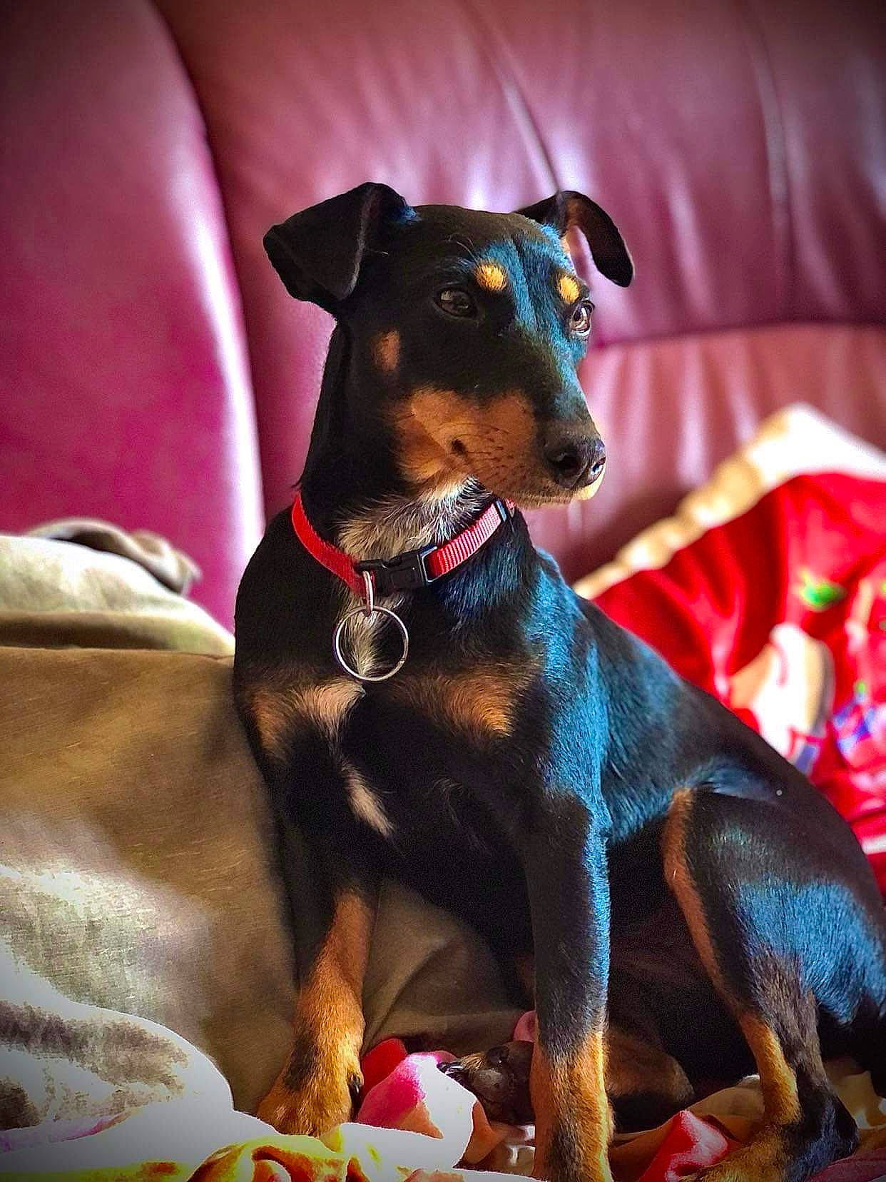 Stella a rejoint le concours — aidez-le/la à gagner de superbes lots ! canidae, carnivore, collar, companion_dog, dobermann, dog, dog_breed, dog_collar, dog_supply, ear, fashion_accessory, fawn, guard_dog, pet_supply, sleeve, snout, sporting_group, toy_dog, whiskers, working_animal