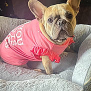 Autumn is registered to the contest to win money with this photo: animal, bed, companion, cozy, cute, cute_pet, dog, domestic, ears, french_bulldog, fur, indoor, looking_at_camera, mammal, pet, pink_shirt, plush, portrait, resting, ruffle