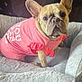 animal, bed, companion, cozy, cute, cute_pet, dog, domestic, ears, french_bulldog, fur, indoor, looking_at_camera, mammal, pet, pink_shirt, plush, portrait, resting, ruffle