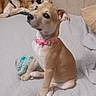 Honey is registered to the contest to win money with this photo: puppy, dog, collar, pink_collar, couch, blanket, indoor, pet, cute, sitting, lying_down, brown_dog, tan_dog, home, furniture, animal, companion, domestic, relaxed, cozy