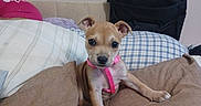 Honey joined the competition — help win amazing prizes! animal, brown, cozy, cushion, cute, dog, ears, eyes, fur, indoor, looking, nose, pet, pillows, pink_harness, puppy, resting, small, soft, young