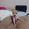 Honey joined the competition — help win amazing prizes! puppy, dog, brown, pink_harness, cushion, pillows, indoor, pet, cute, small, young, animal, fur, ears, nose, eyes, resting, soft, cozy, looking