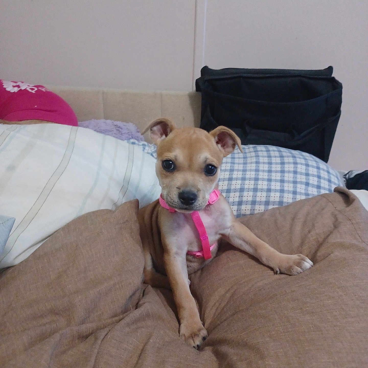 Honey joined the competition — help win amazing prizes! puppy, dog, brown, pink_harness, cushion, pillows, indoor, pet, cute, small, young, animal, fur, ears, nose, eyes, resting, soft, cozy, looking