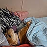 dog, bed, blanket, pillow, indoor, resting, sleepy, cozy, brown_dog, fabric, comfort, relaxation, animal, pet, canine, snug, fur, collar, home, nap