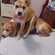 Honey is registered to the contest to win money with this photo: dog, puppy, indoor, bed, carpet, furniture, collar, brown_dog, light_brown_dog, resting, cute, pet, animal, domestic_animal, canine, floor, houseplant, cabinet, blanket, relaxed