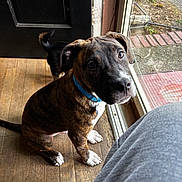Thor joined the competition — help win amazing prizes! dog, puppy, brindle, blue_collar, wooden_floor, glass_door, indoor, pet, curious, looking_up, tail, black_dog, door, window, daylight, animal, cute, companion, house, floor