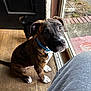 dog, puppy, brindle, blue_collar, wooden_floor, glass_door, indoor, pet, curious, looking_up, tail, black_dog, door, window, daylight, animal, cute, companion, house, floor