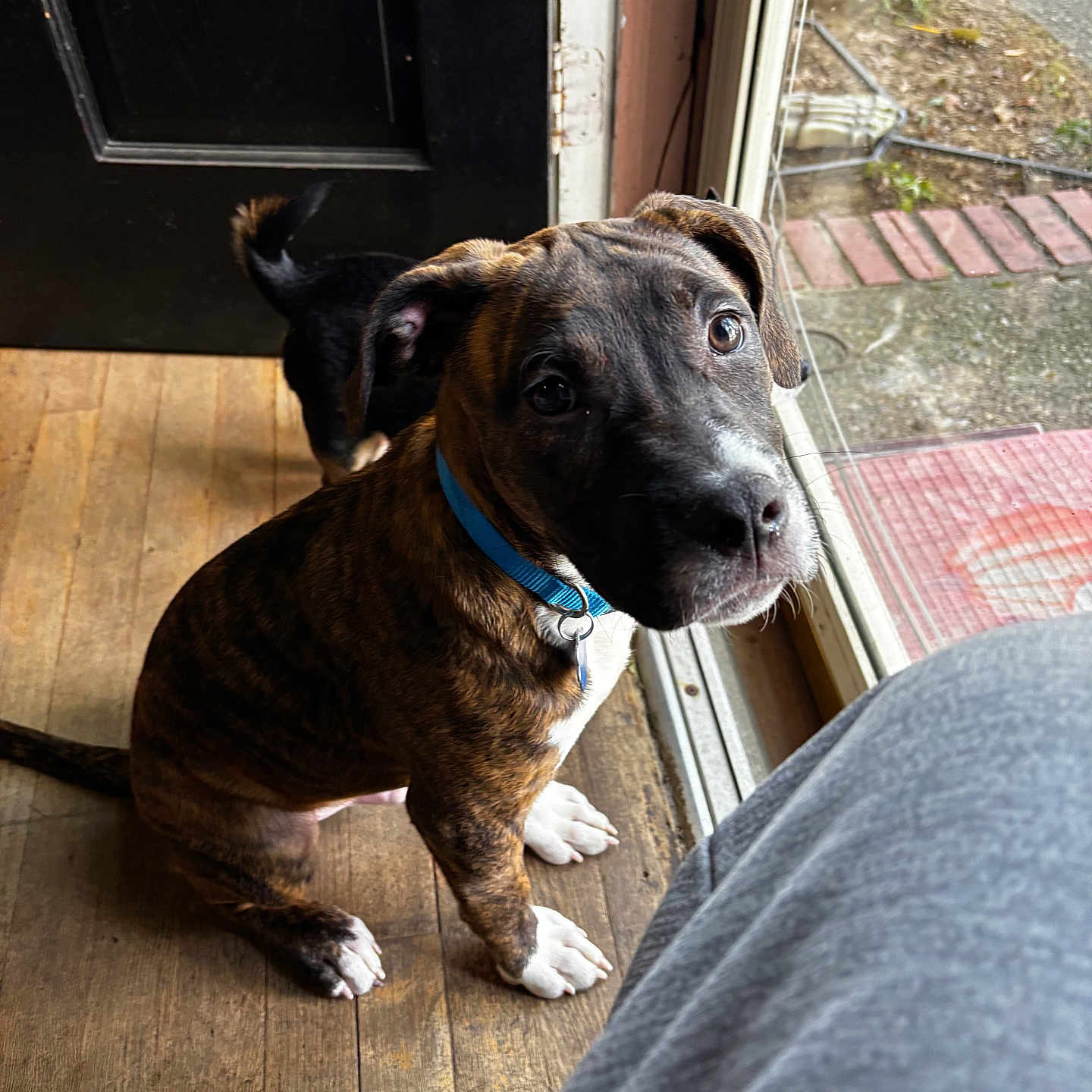 Thor joined the competition — help win amazing prizes! animal, black_dog, blue_collar, brindle, companion, curious, cute, daylight, dog, door, floor, glass_door, house, indoor, looking_up, pet, puppy, tail, window, wooden_floor