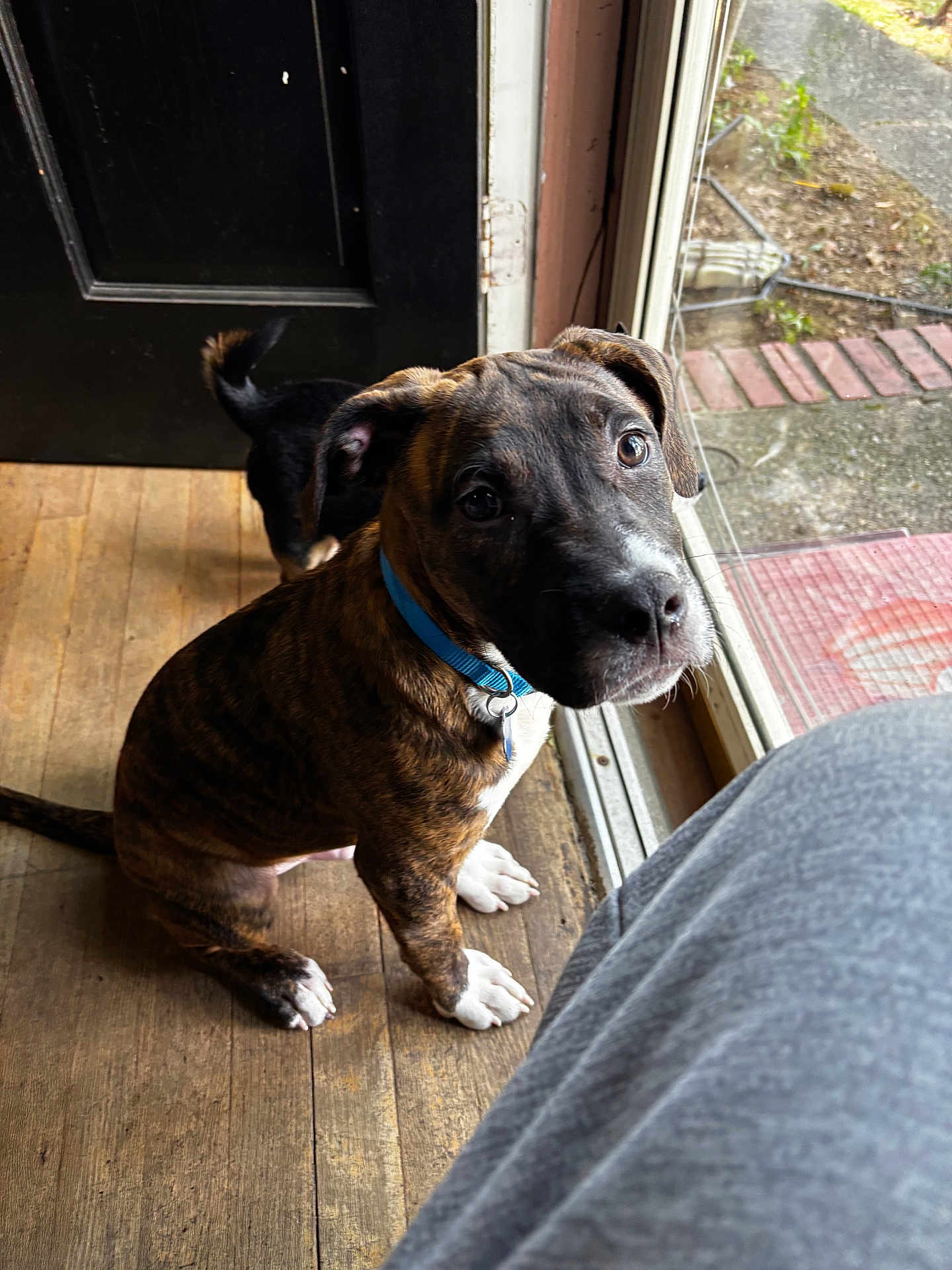 Thor joined the competition — help win amazing prizes! dog, puppy, brindle, blue_collar, wooden_floor, glass_door, indoor, pet, curious, looking_up, tail, black_dog, door, window, daylight, animal, cute, companion, house, floor