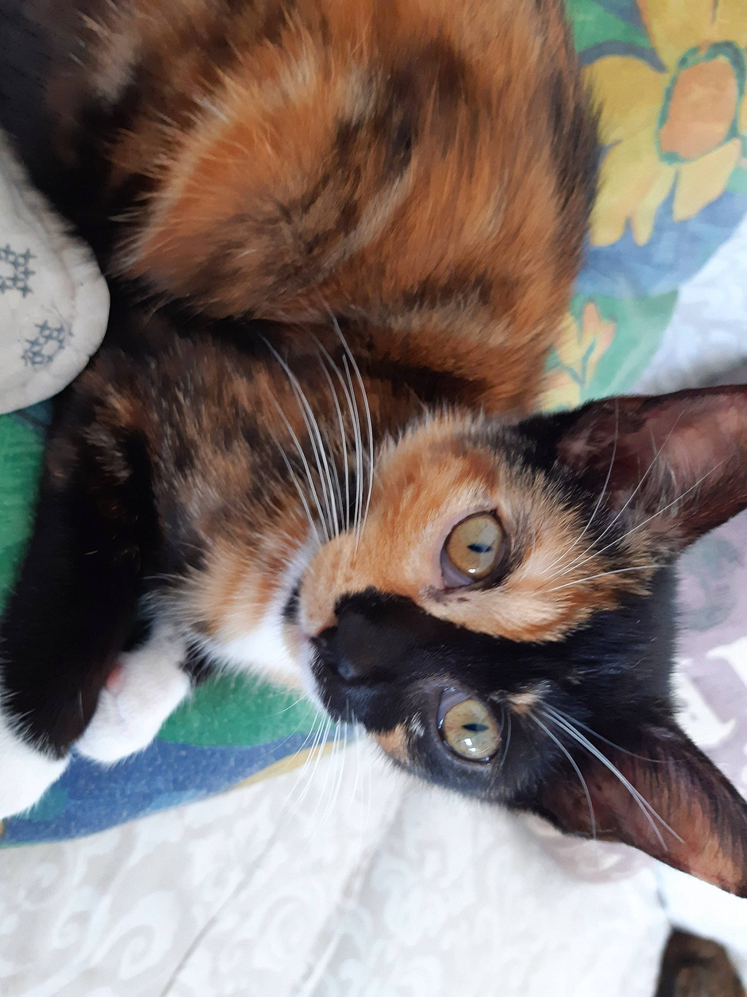 Rosalie a rejoint le concours — aidez-le/la à gagner de superbes lots ! carnivore, cat, claw, domestic_short_haired_cat, european_shorthair, felidae, fur, kitten, maine_coon, mammal, paw, polydactyl_cat, small_to_medium_sized_cats, whiskers