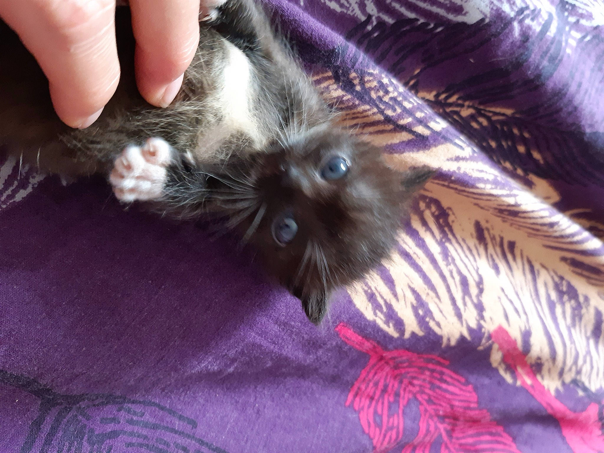 Rubis participe au concours pour gagner de l'argent avec cette photo : carnivore, cat, felidae, kitten, small_to_medium_sized_cats, whiskers