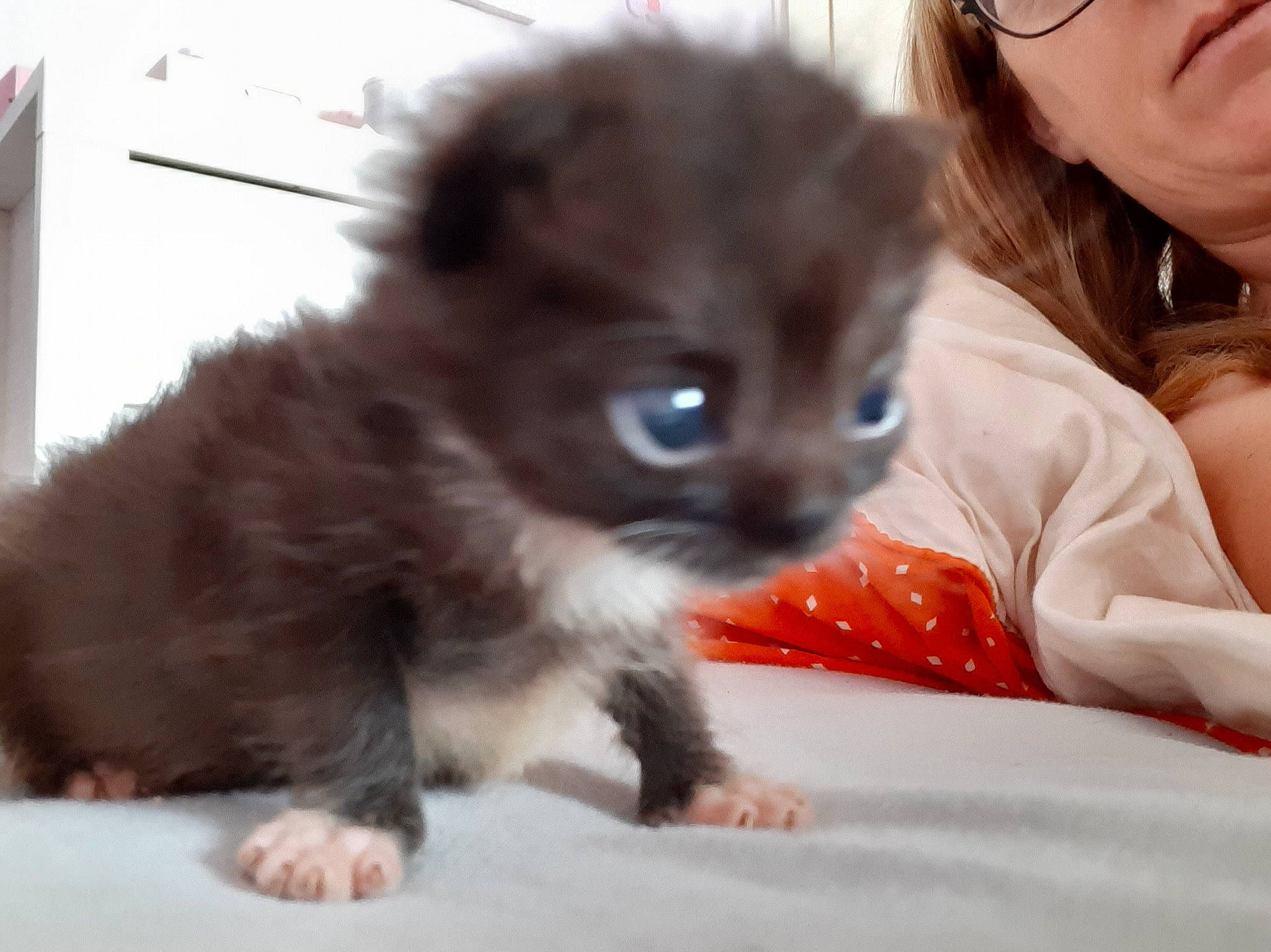 Rubis a rejoint le concours — aidez-le/la à gagner de superbes lots ! american_curl, british_longhair, british_semi_longhair, carnivore, cat, claw, domestic_long_haired_cat, eye, felidae, kitten, mammal, munchkin, napoleon_cat, norwegian_forest_cat, ragamuffin, siberian, skin, small_to_medium_sized_cats, vertebrate, whiskers