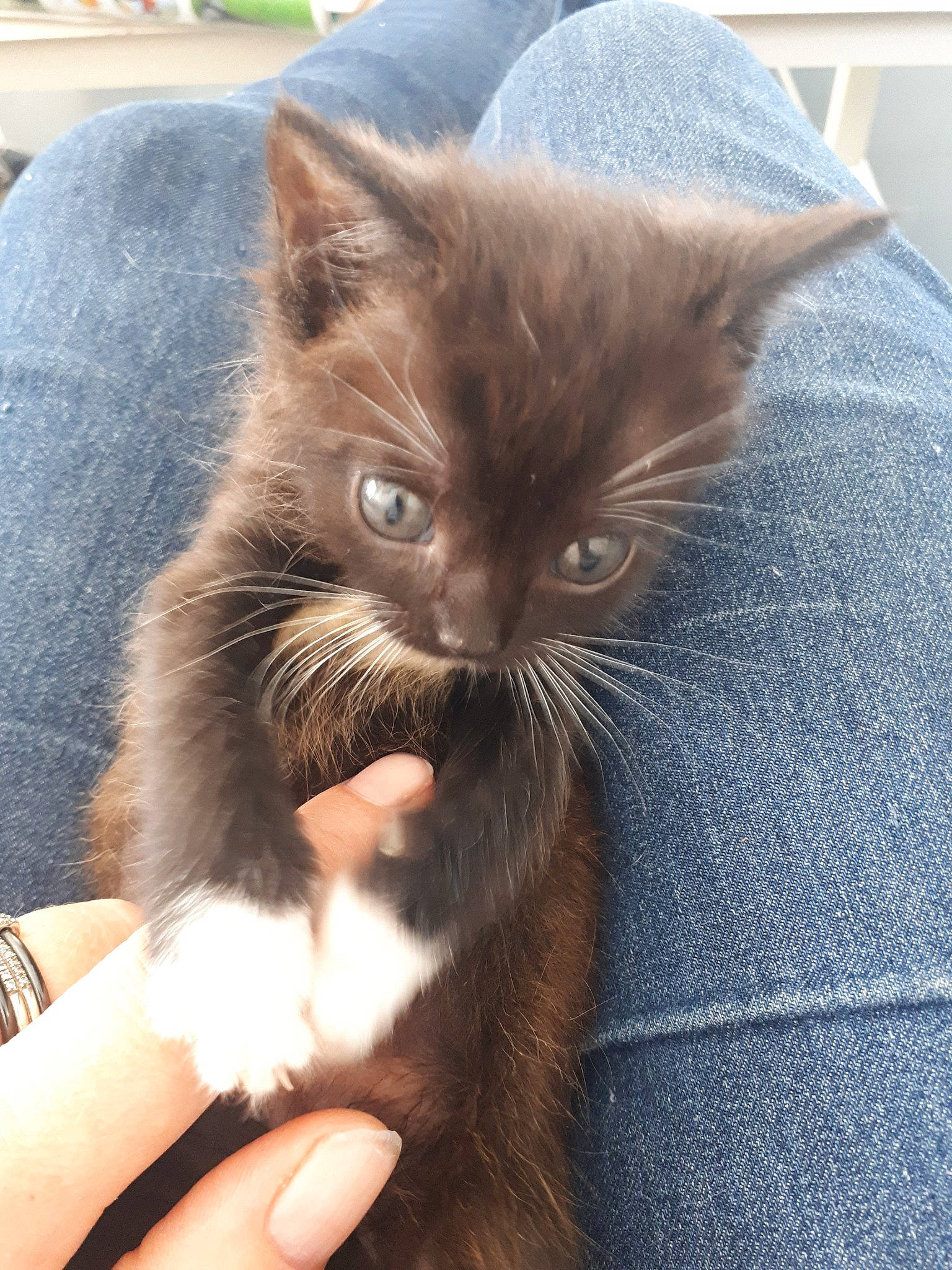 Rubis participe au concours pour gagner de l'argent avec cette photo : asian, black_cat, carnivore, cat, domestic_long_haired_cat, domestic_short_haired_cat, ear, felidae, fur, kitten, korat, mammal, nebelung, norwegian_forest_cat, polydactyl_cat, small_to_medium_sized_cats, whiskers