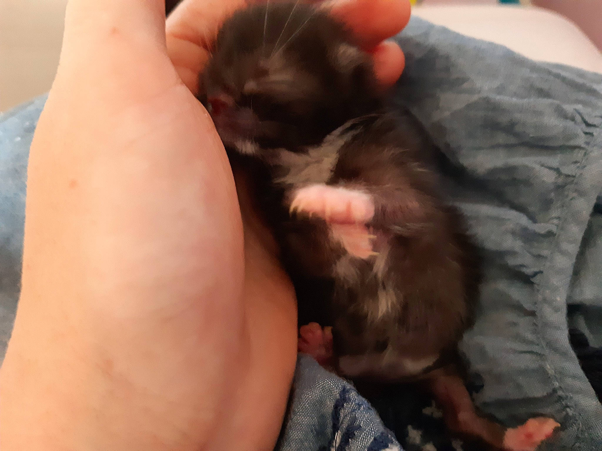 Rubis a rejoint le concours — aidez-le/la à gagner de superbes lots ! carnivore, cat, claw, fawn, felidae, hamster, hand, kitten, mammal, muridae, paw, rat, rodent, skin, small_to_medium_sized_cats, vertebrate, whiskers