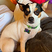 Moomoo is registered to the contest to win money with this photo: canidae, carnivore, companion_dog, corgi_chihuahua, danish_swedish_farmdog, dog, dog_breed, fawn, feist, mammal, miniature_fox_terrier, puppy, rat_terrier, ratonero_bodeguero_andaluz, russell_terrier, snout, teddy_roosevelt_terrier, tenterfield_terrier, toy_fox_terrier, vertebrate