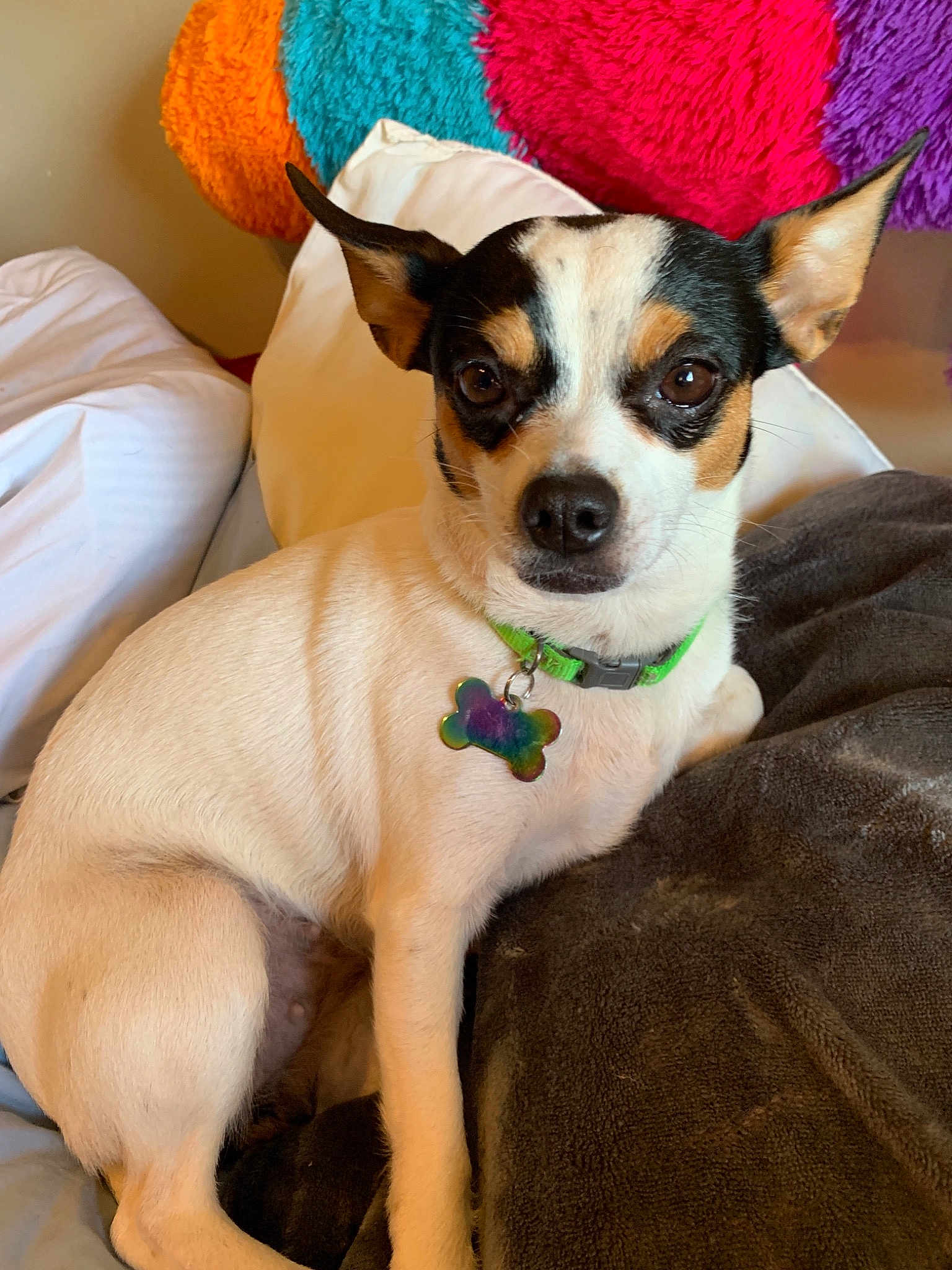 Moomoo is registered to the contest to win money with this photo: canidae, carnivore, companion_dog, corgi_chihuahua, danish_swedish_farmdog, dog, dog_breed, fawn, feist, mammal, miniature_fox_terrier, puppy, rat_terrier, ratonero_bodeguero_andaluz, russell_terrier, snout, teddy_roosevelt_terrier, tenterfield_terrier, toy_fox_terrier, vertebrate