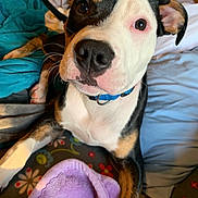 Reno is registered to the contest to win money with this photo: american_pit_bull_terrier, american_staffordshire_terrier, canidae, carnivore, dog, dog_breed, ear, fawn, mammal, non_sporting_group, nose, old_english_terrier, pit_bull, puppy, puppy_love, snout, vertebrate, whiskers